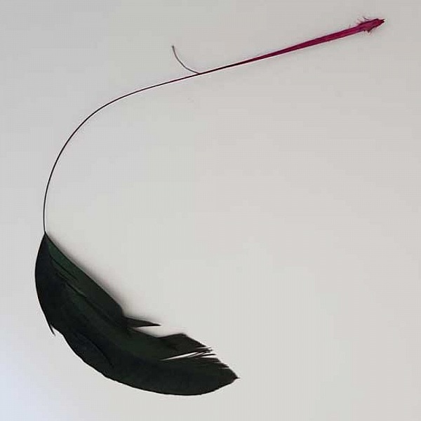 Plume 16 cm N&deg;06 Fushia
