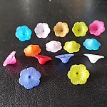 15 sorterade blommor av tusensköna blommor