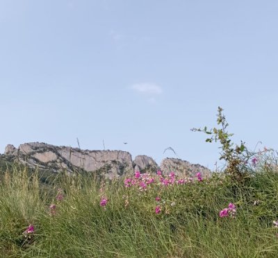 Kreationer inspirerade av naturen